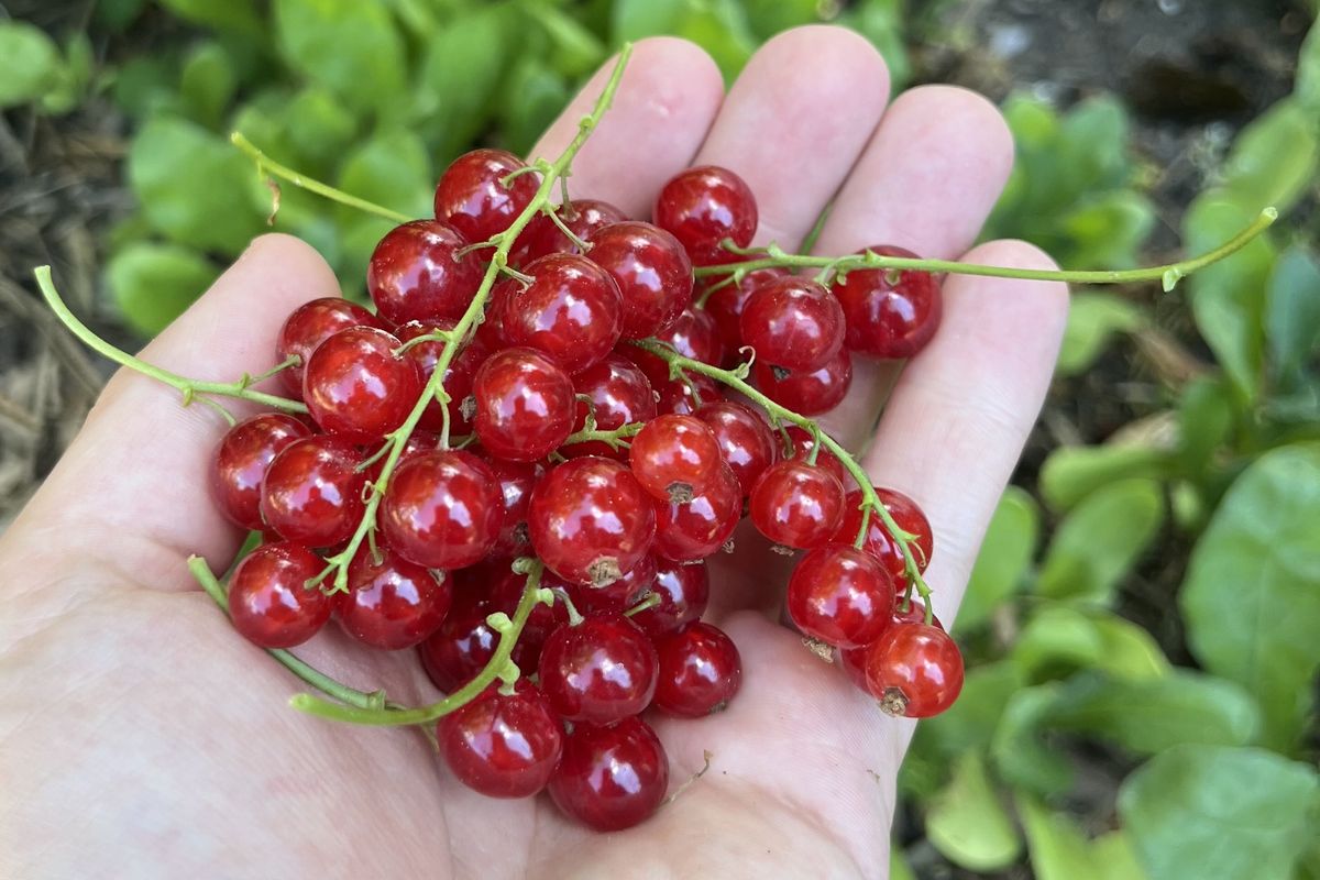 Eine Hand hält eine Handvoll roter Johannisbeeren mit Stielen über einem Gartenbeet.